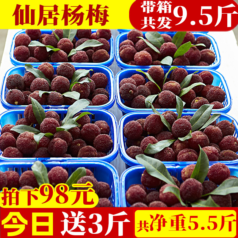 【现货现摘】仙居杨梅浙江东魁杨梅新鲜水果原产地台州顺丰速运礼盒杨梅同城送浙江省