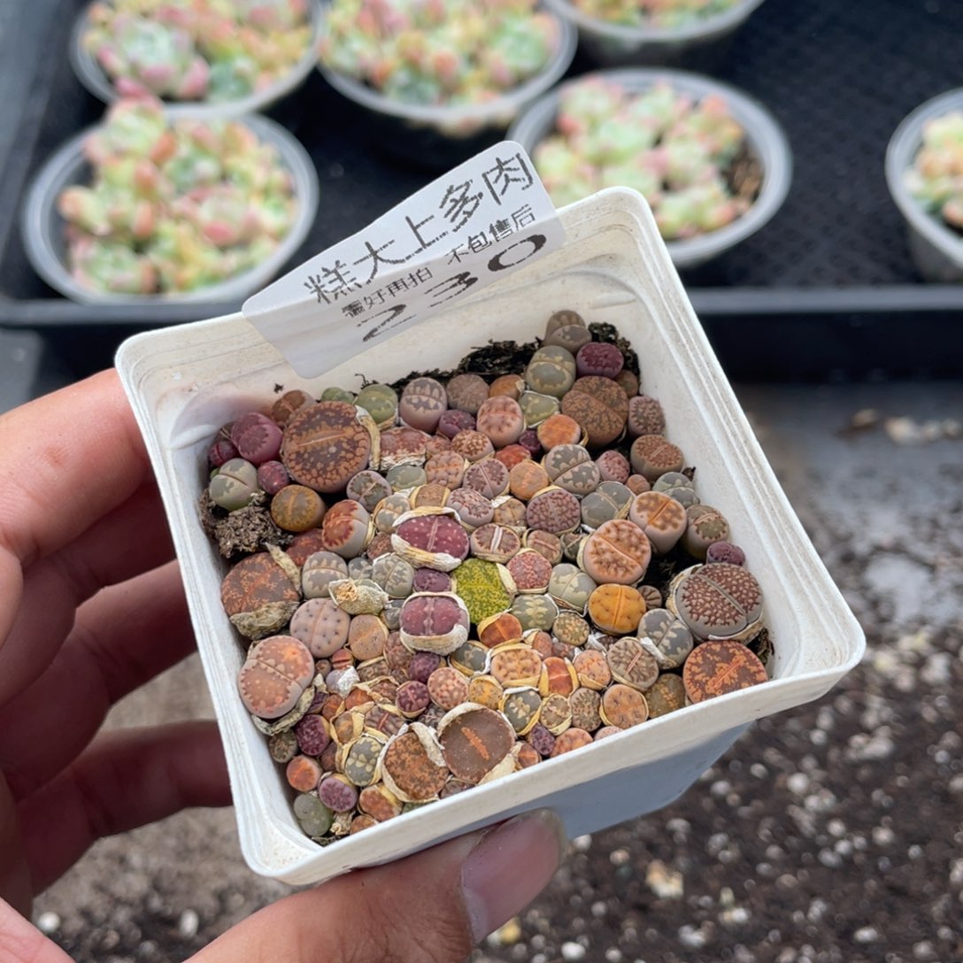 糕大上多肉植物230