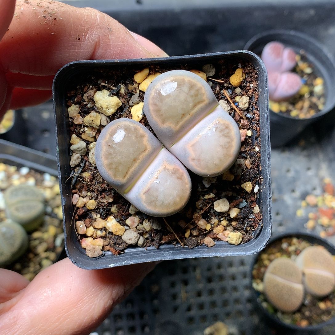 芷*K176多肉植物保护研究所