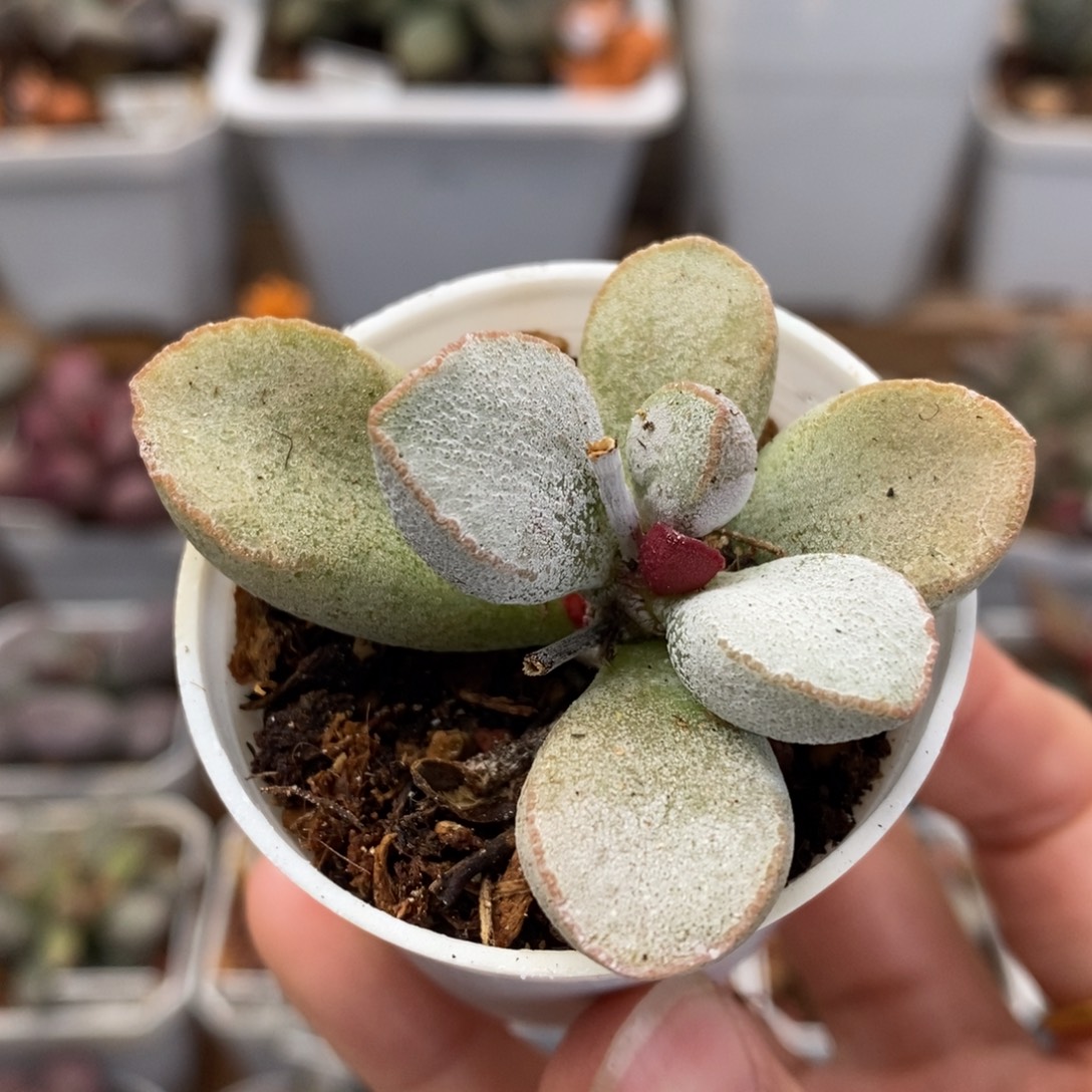 ****。颗粒土一袋子水泡多肉植物