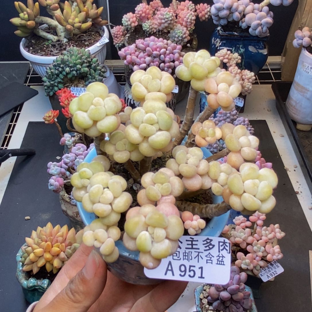 941花朵鱼子酱多肉7c m