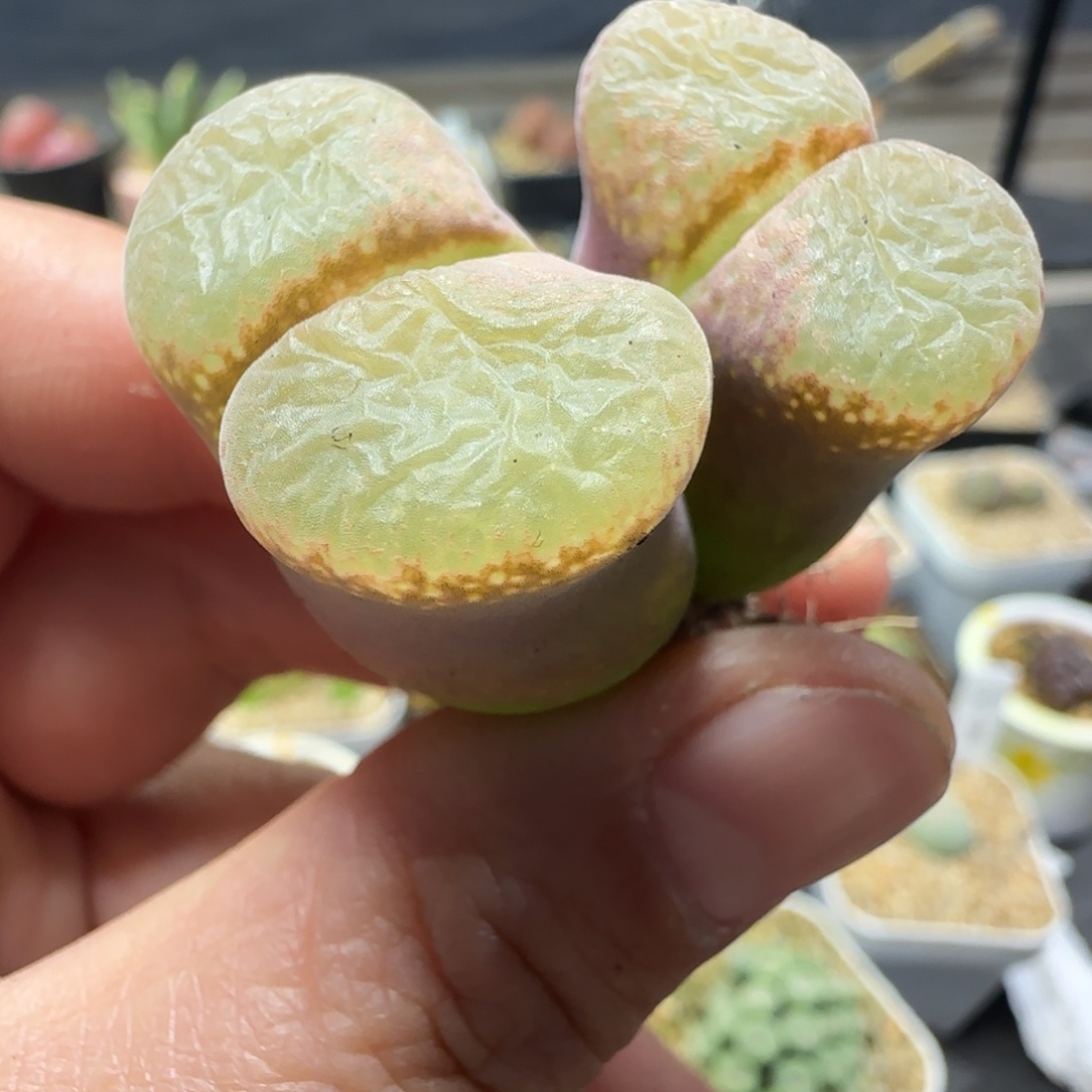 2.1号多肉大型红风80号