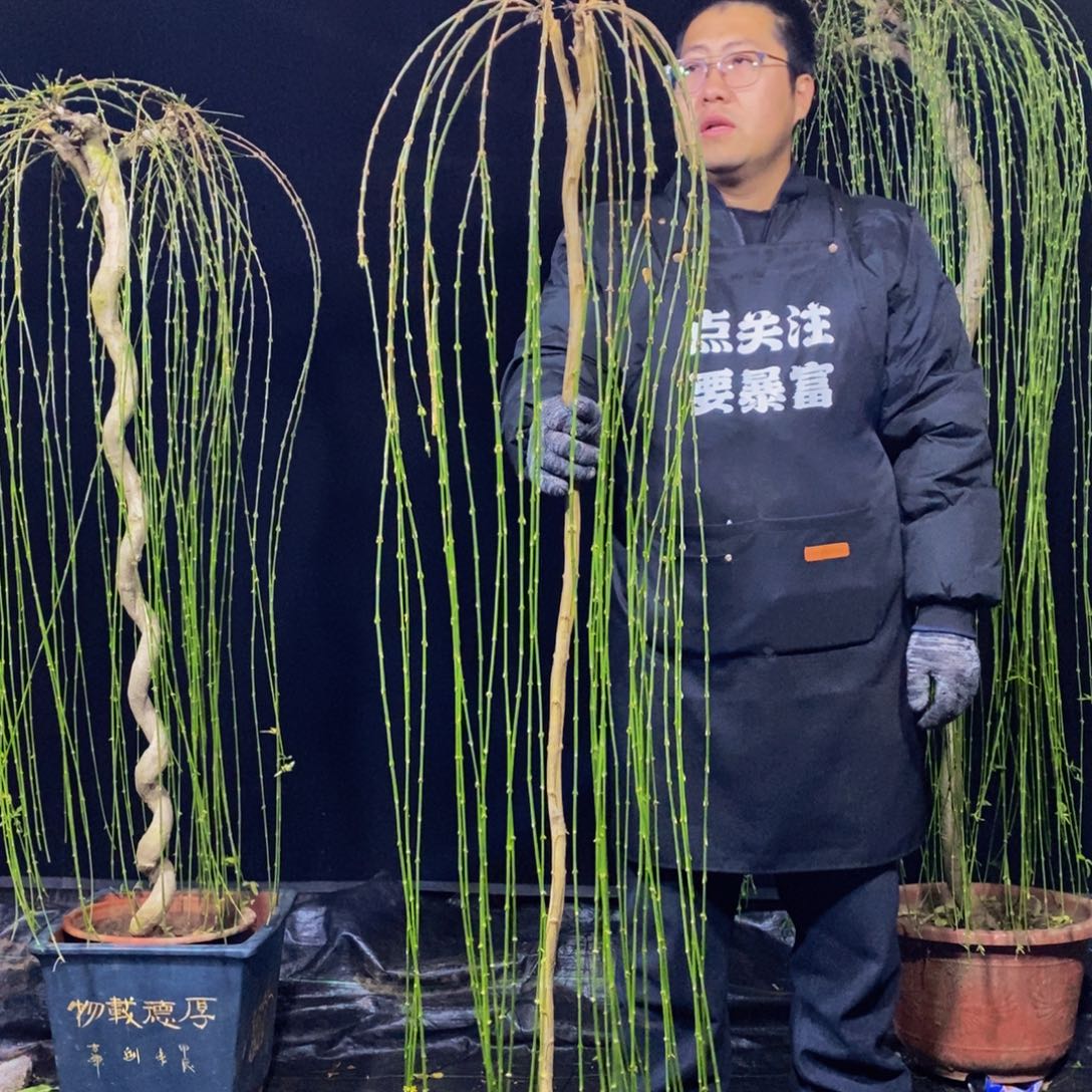 三台迎春，一物一拍，