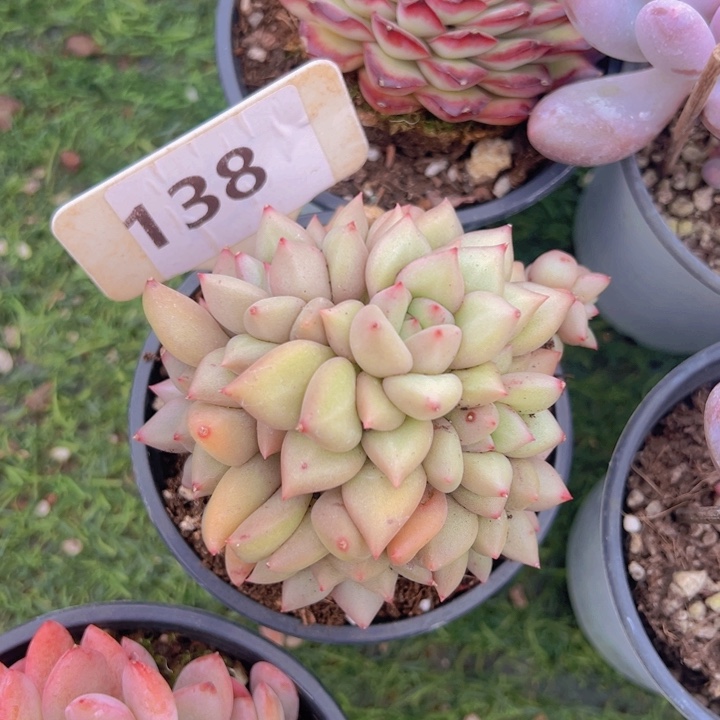 健健康康平平安安