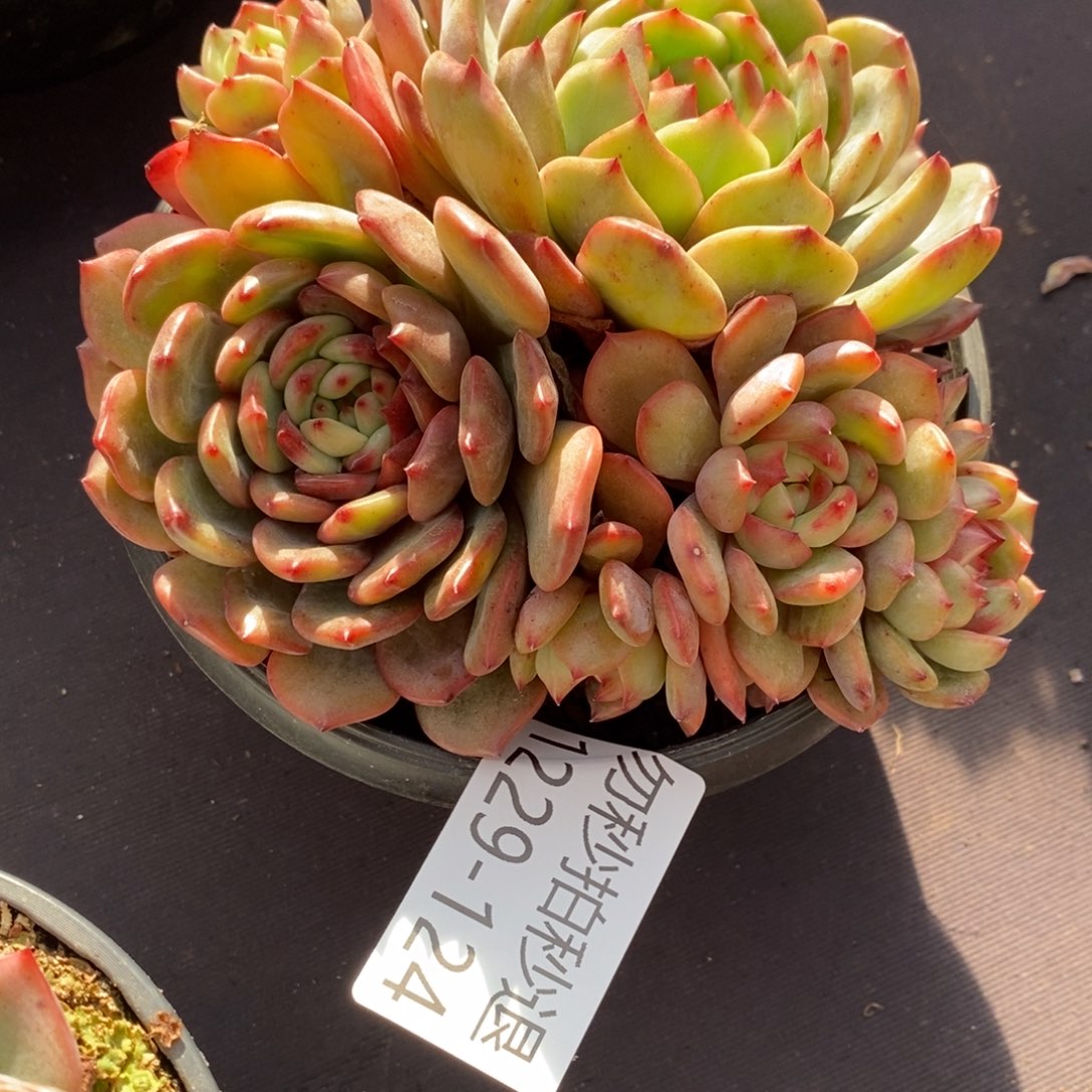 两单包邮1229-124香槟杂