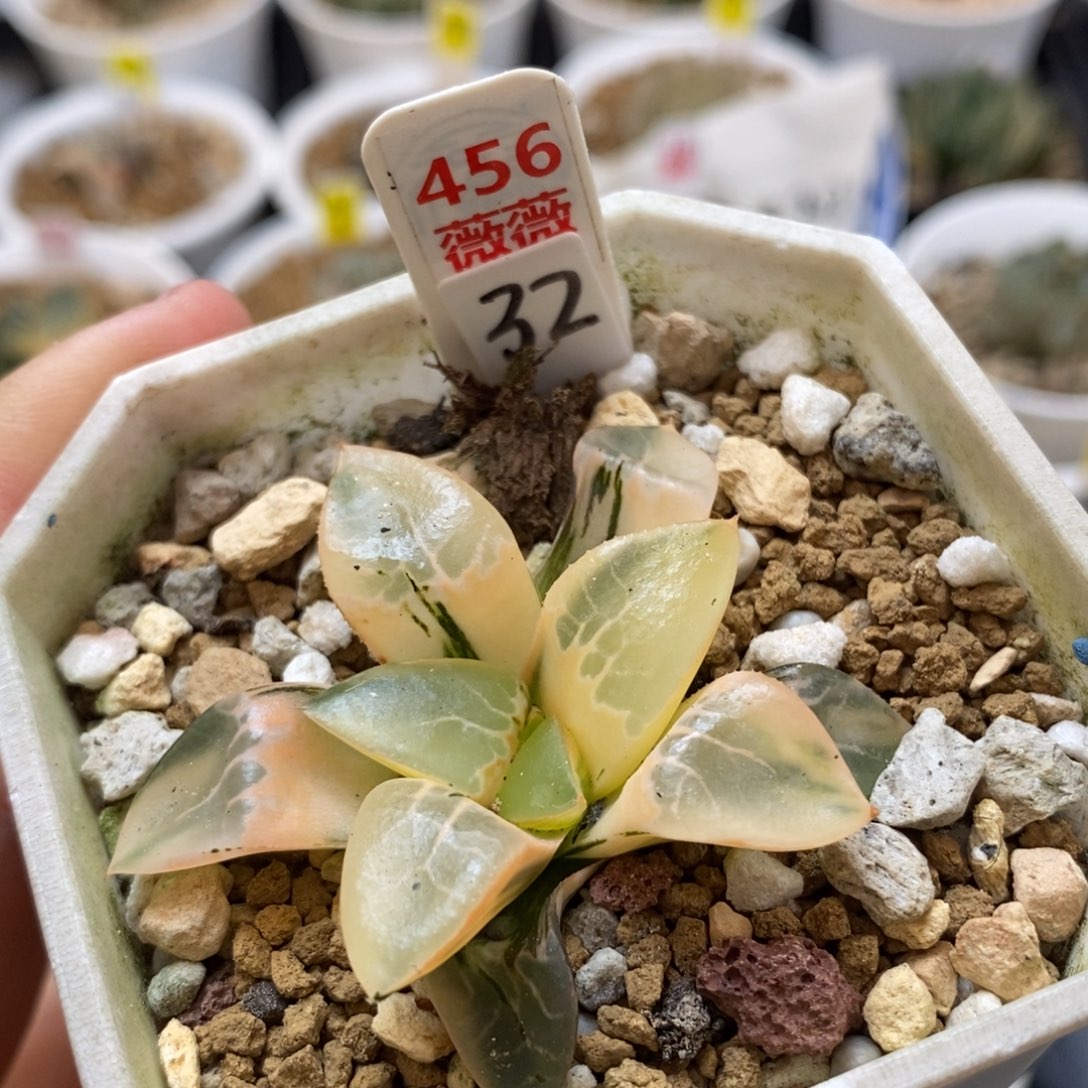 456火凤凰克多肉植物