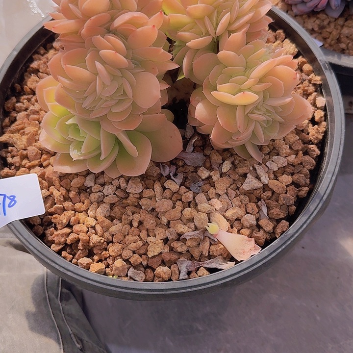 0478星那塔多肉植物