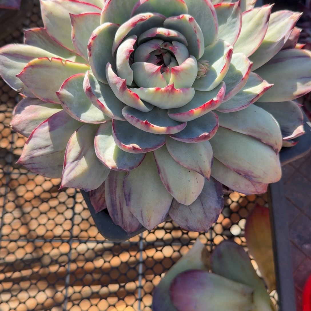 1****无花朵肉肉肉肉肉肉肉