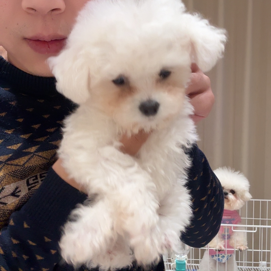 中亚牧羊犬比熊犬幼犬