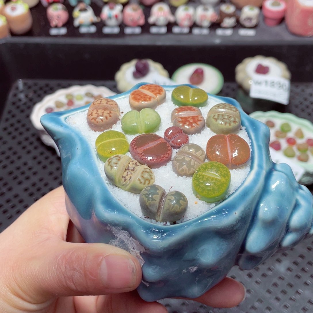 w1900 带盆土发货-零下地区拍保温箱