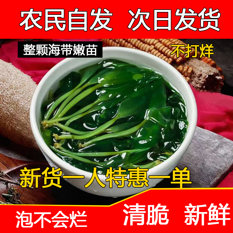 盐渍海带嫩苗细嫩鲜甜嫩芽新鲜小海带苗烫火锅食材绝佳嫩滑海带苗