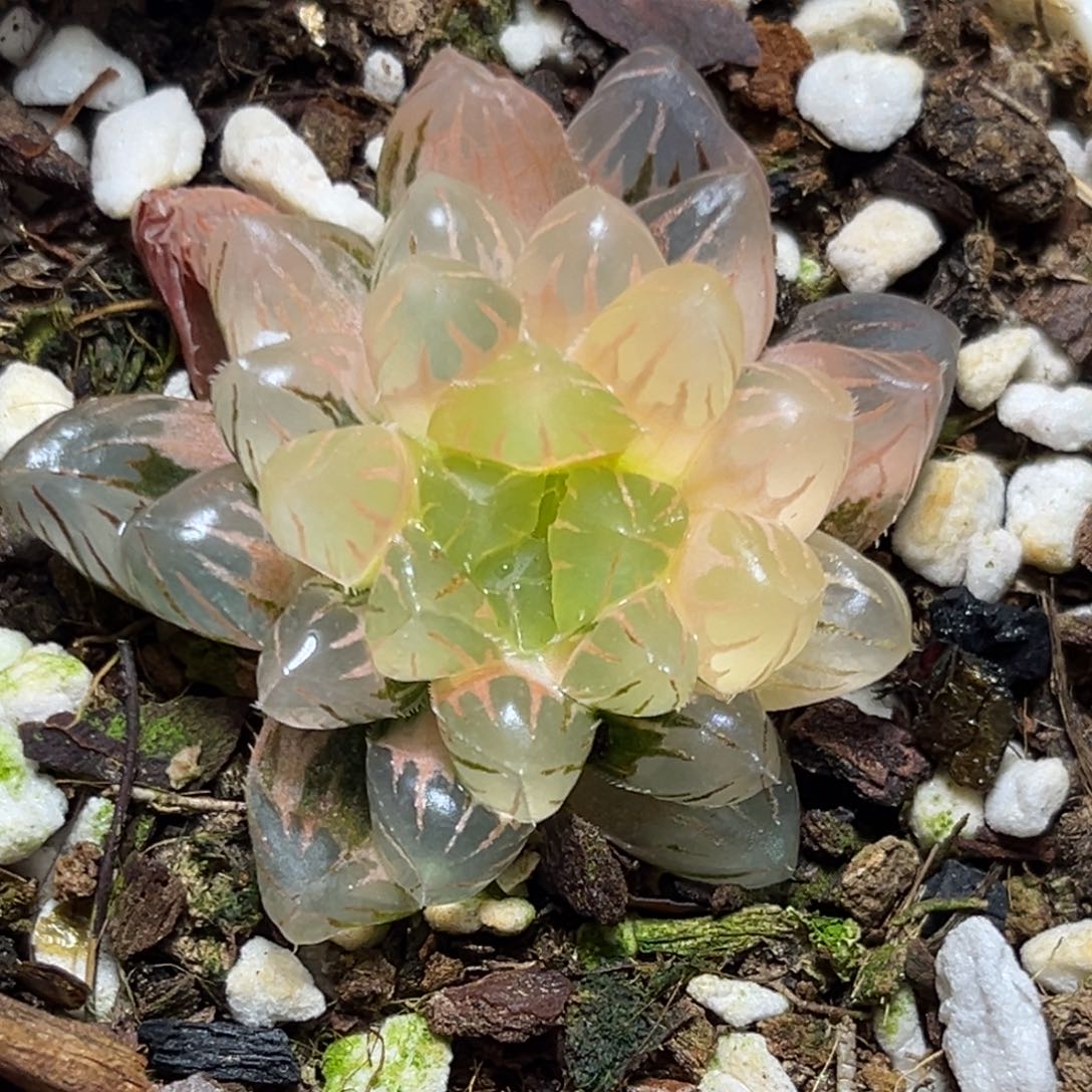 恭喜发财大吉大利710红粉佳人