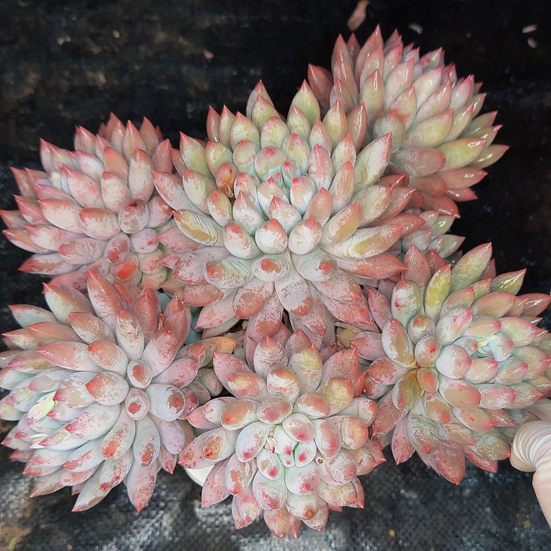 果**欣啦啦啦旅途兔兔图兔兔我