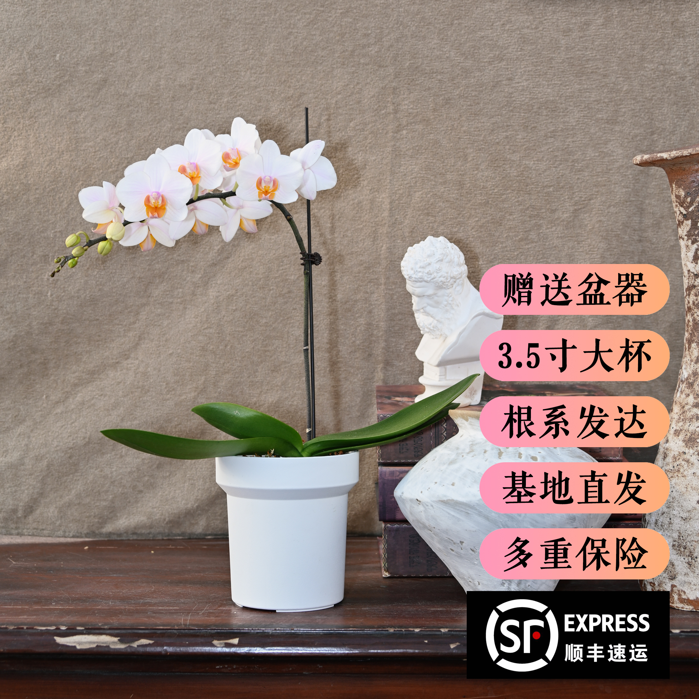 TOP FLOWER/上花蝴蝶兰盆栽 豆蔻 西柚粉橙色 色彩鲜亮【顺丰发货】
