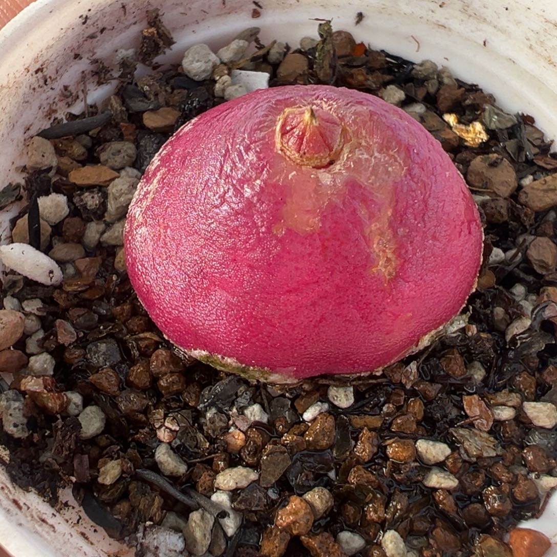 851多肉植物种类多样