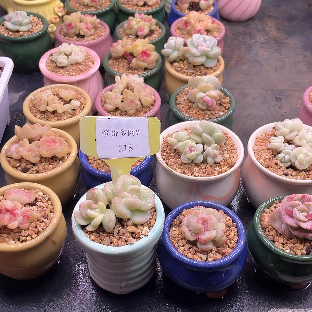 桥**娘滨哥多肉M218双头冰玉石化锦