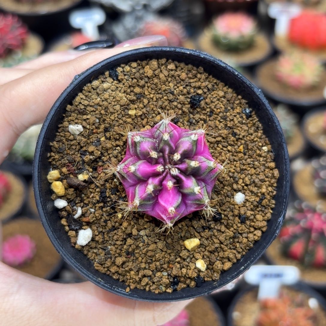 3.1cm普卡妈妈家粉钻侧