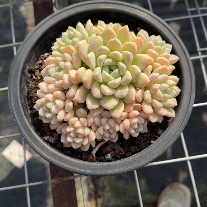 不知名多肉植物绿植