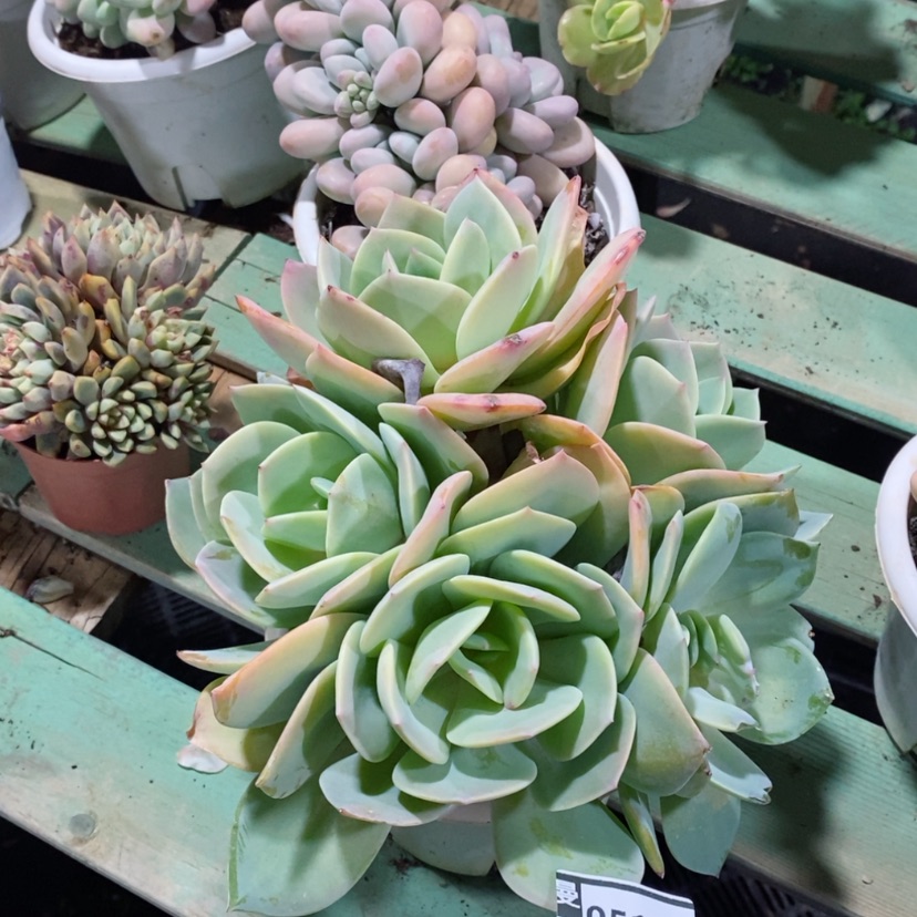 【闪购商品】白凤05107