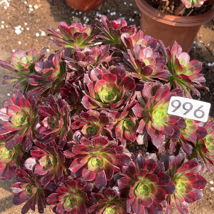 996多肉植物安娜