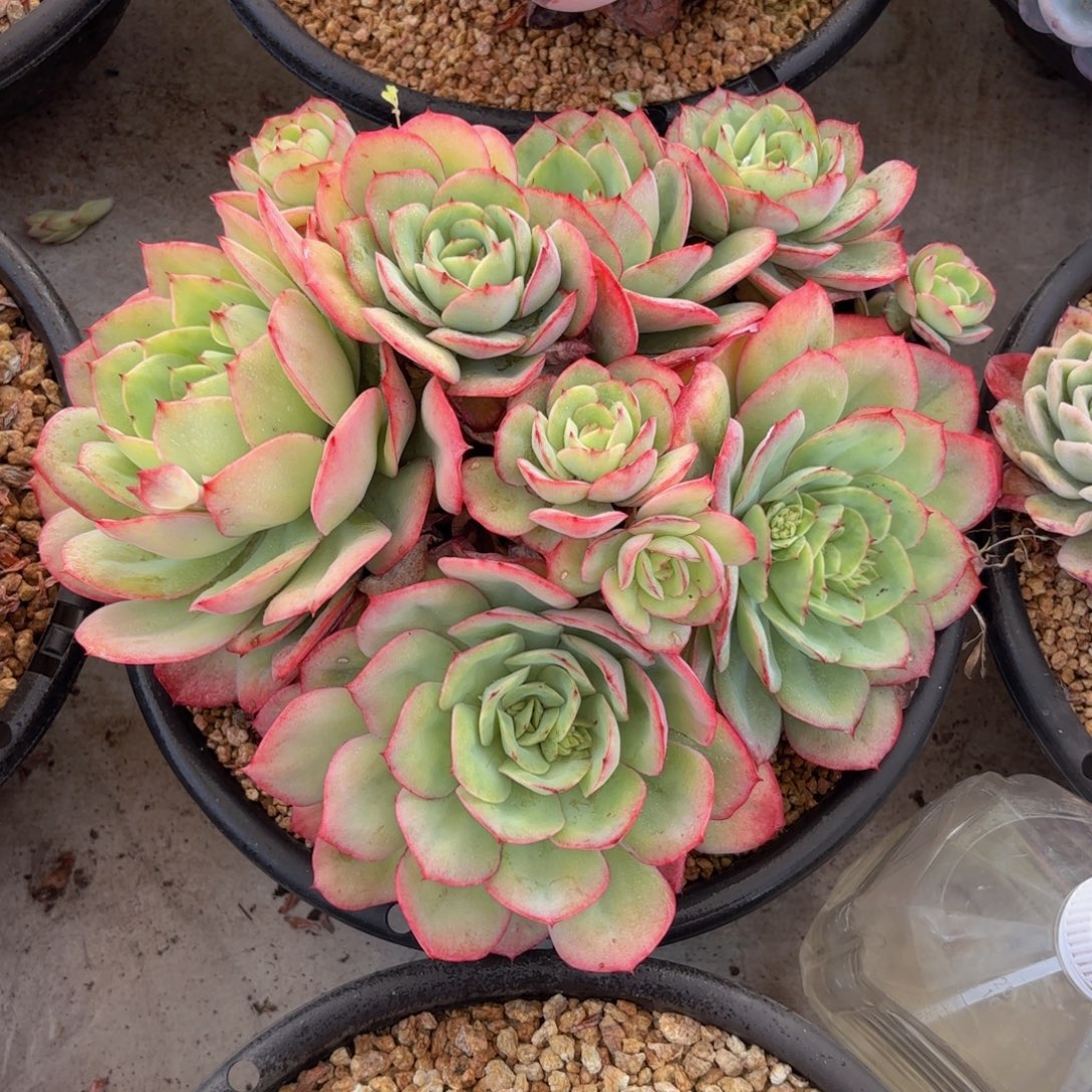 一物一拍牡丹亭30冠幅