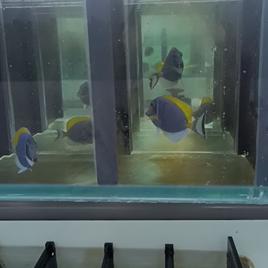 海水鱼粉蓝2条观赏鱼