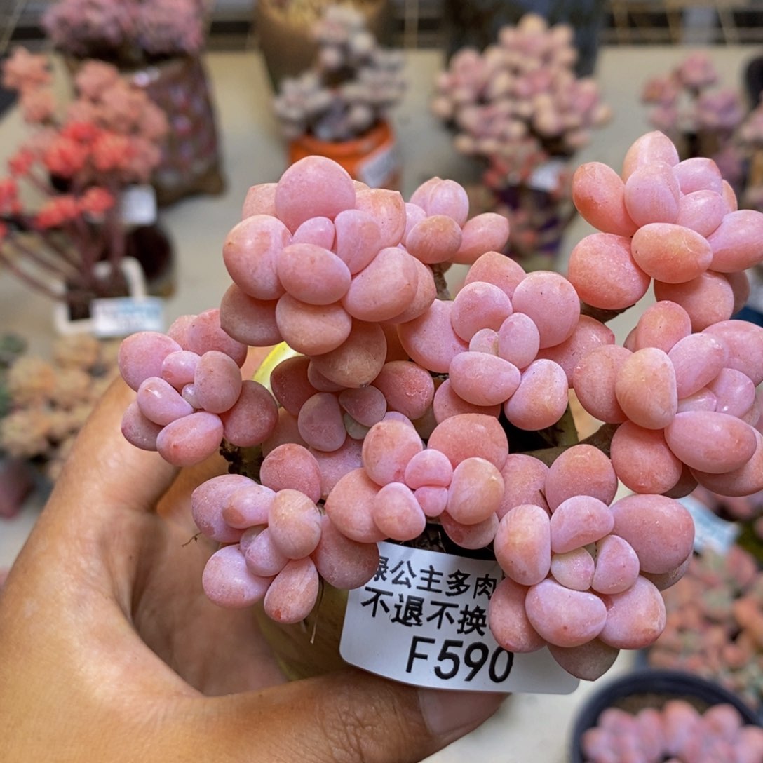 590鱼子酱多肉有断枝