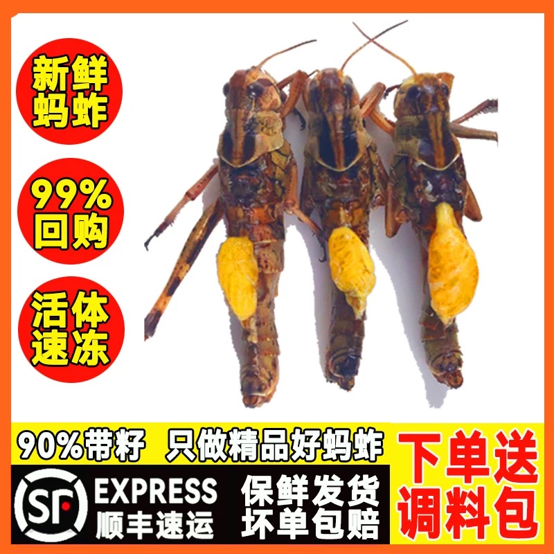 1斤精品蚱蜢新鲜活速冻冷冻蝗虫纯母去翅带籽带黄大蚂蚱