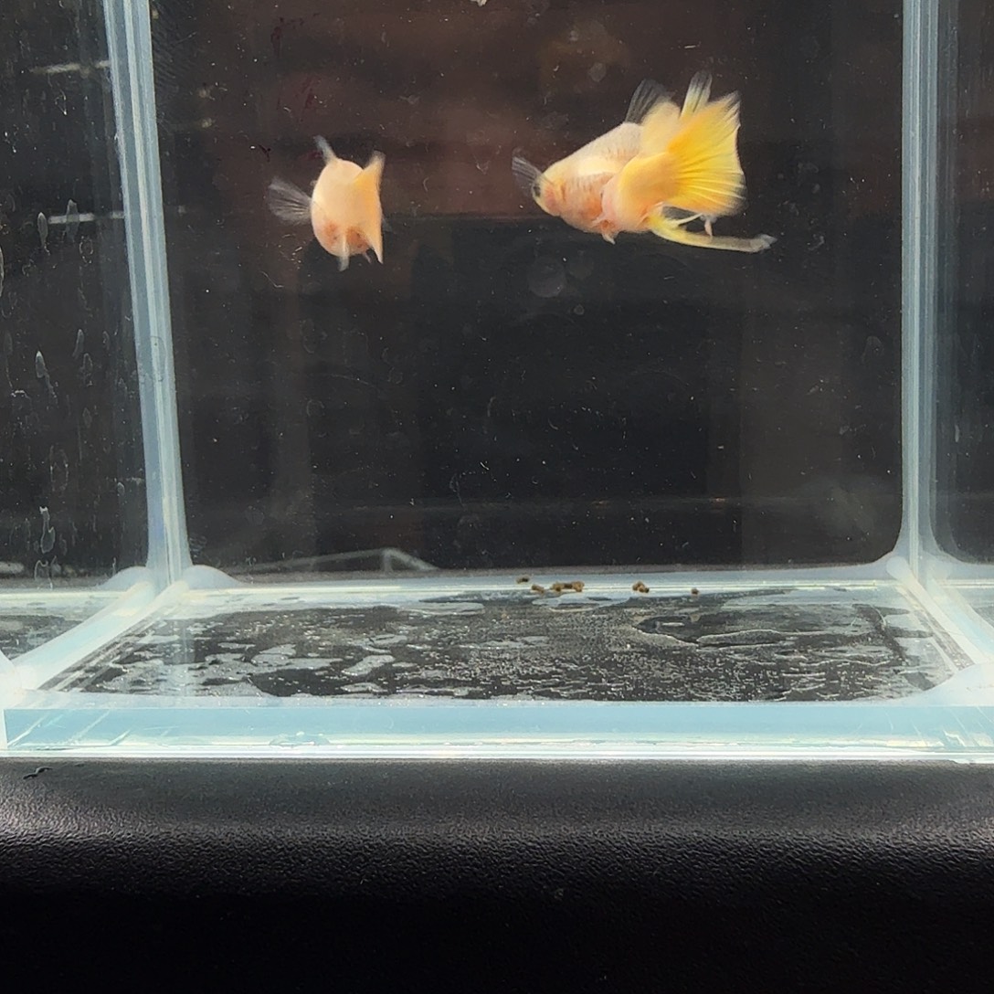 孔雀鱼黄金玻璃猫大肚孕母两对