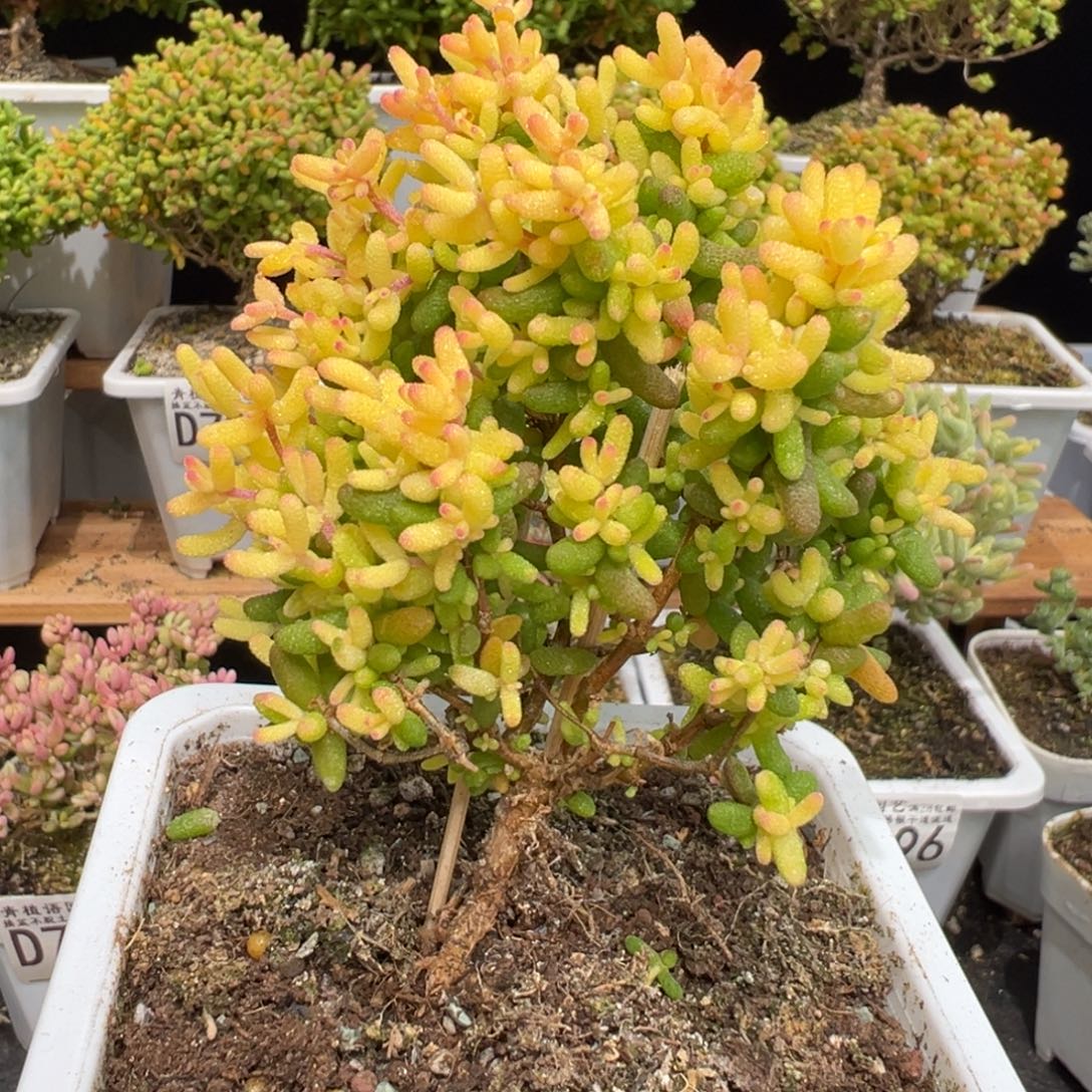 D7006糖球三号粉锦