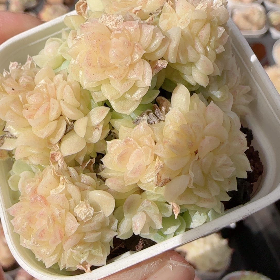 花语多肉1226-313散