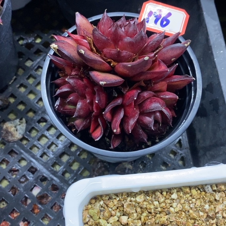 西**心一物一拍东云杂多肉196