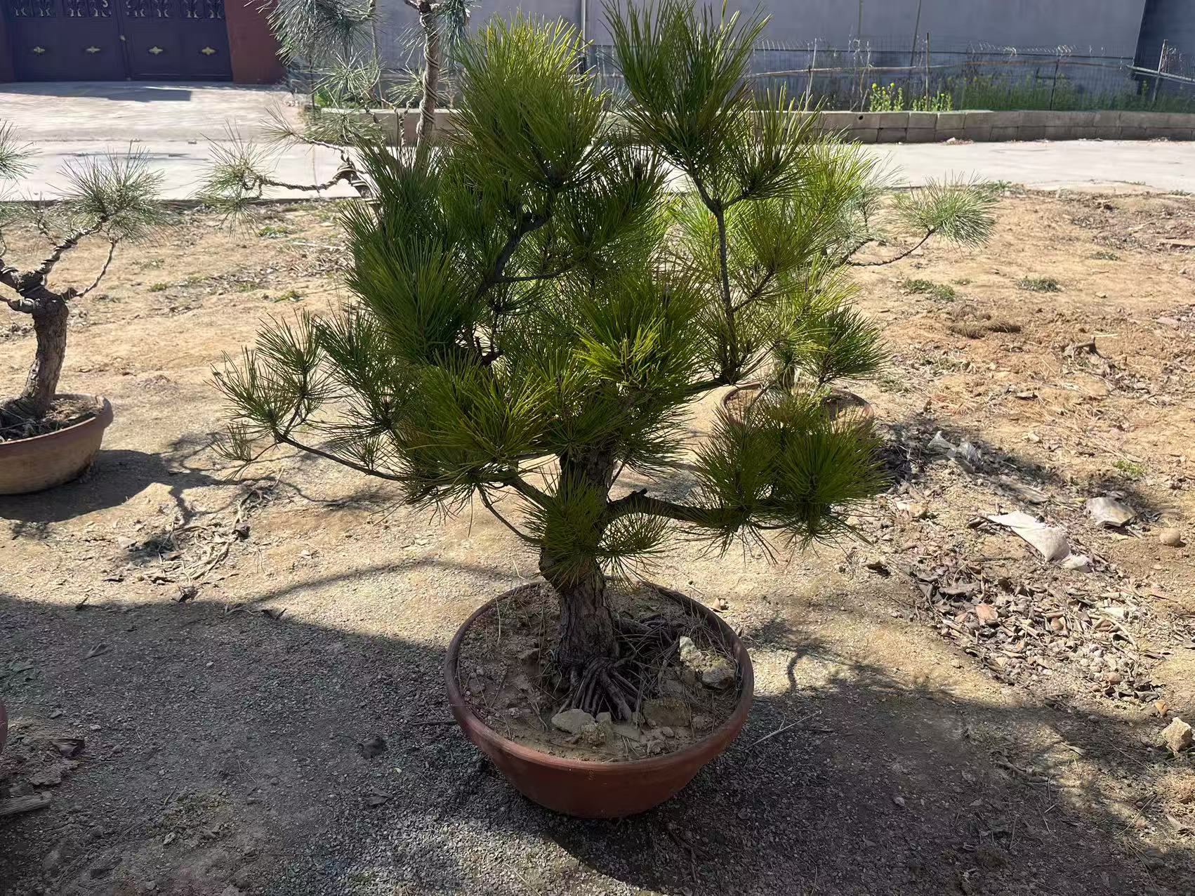 精品黑松山采老盆口