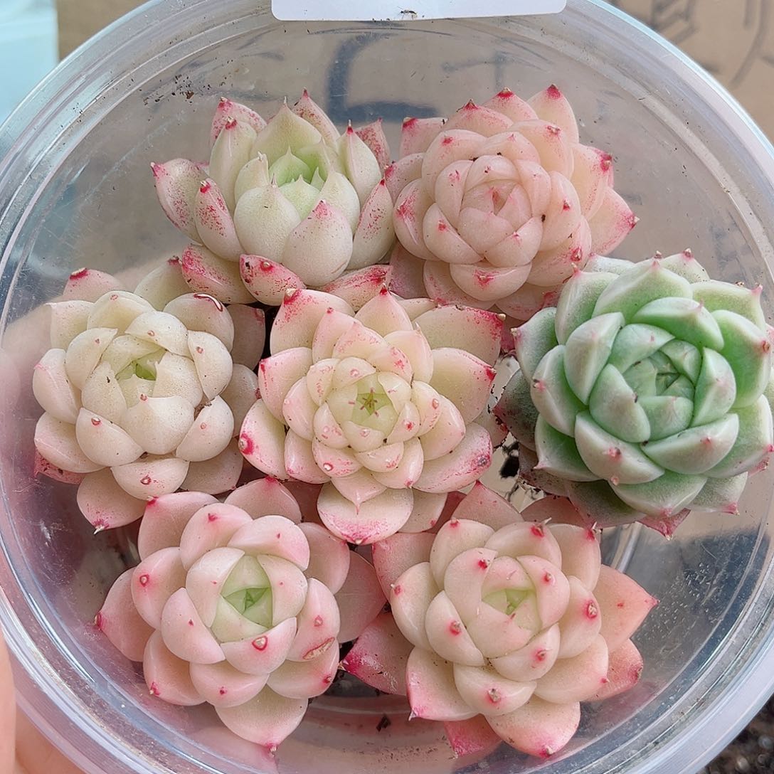 1-581 新疆西藏内蒙不发12.8包邮2-3公分多肉