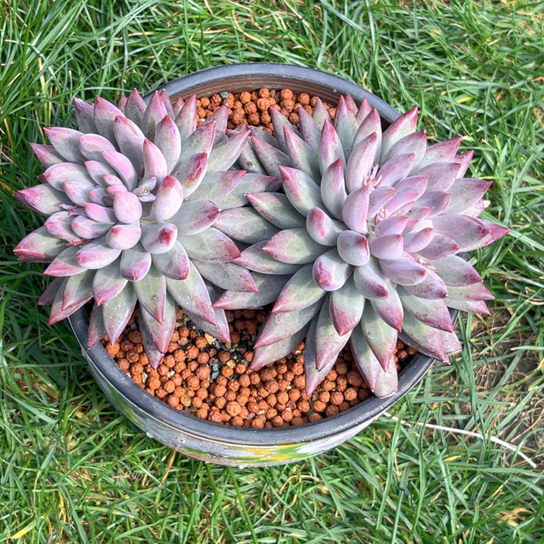 感*(虞美人多肉植物发货