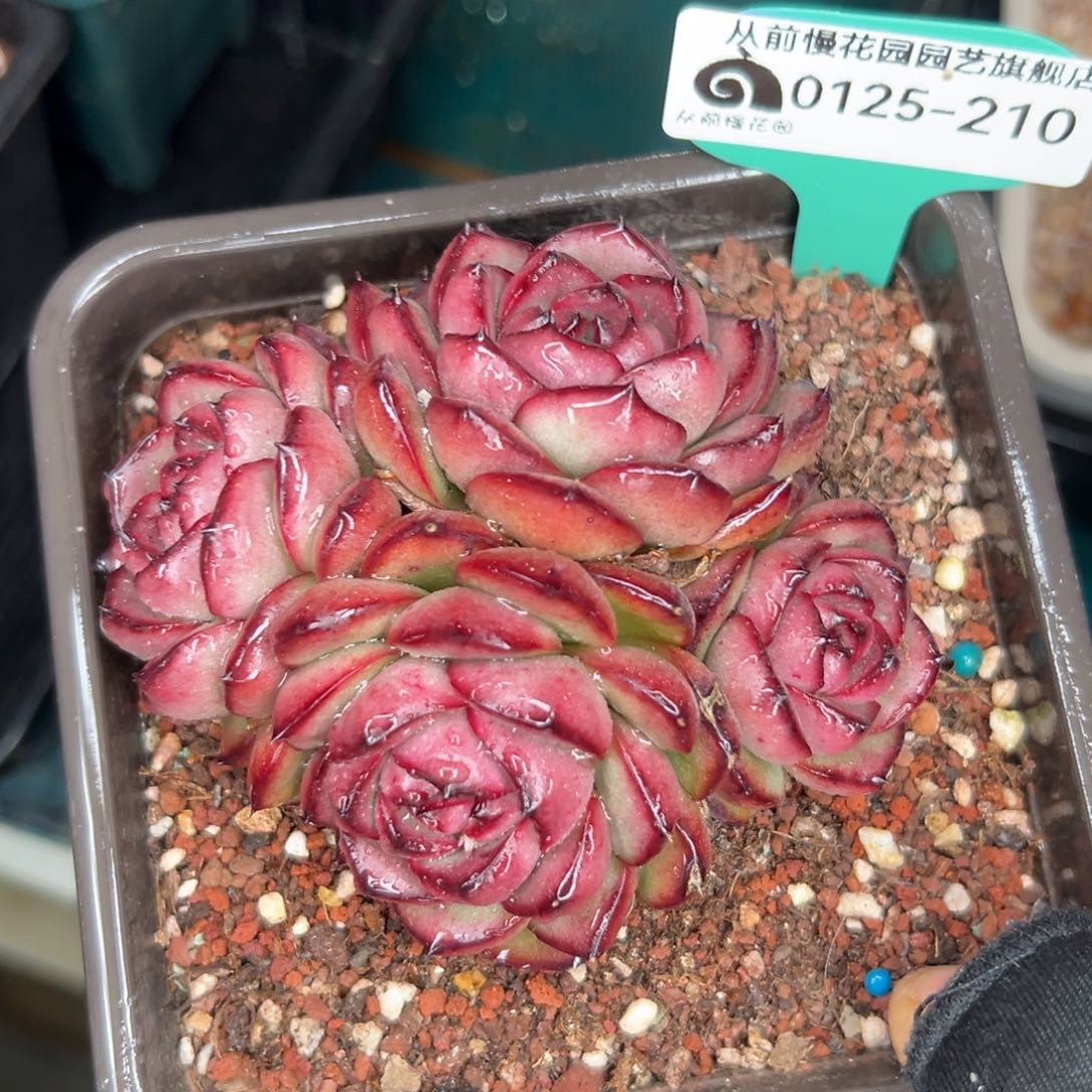 多肉一物一拍编号0125-210