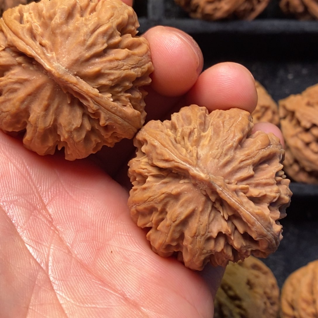 文玩核桃把件秦岭野生动物园