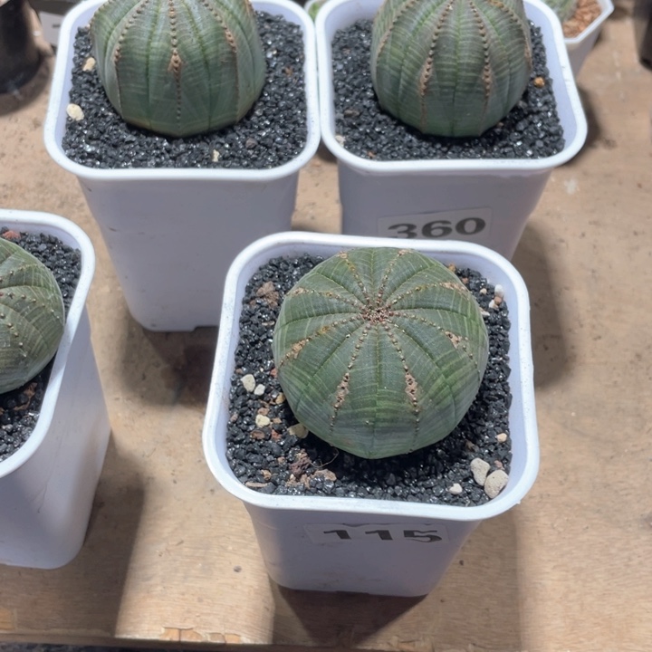 大*115大单头布纹球