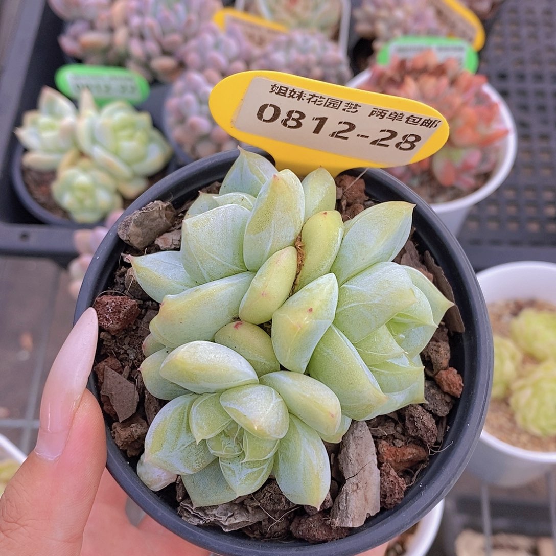 0812-28-白泽群福利一颗一物一拍