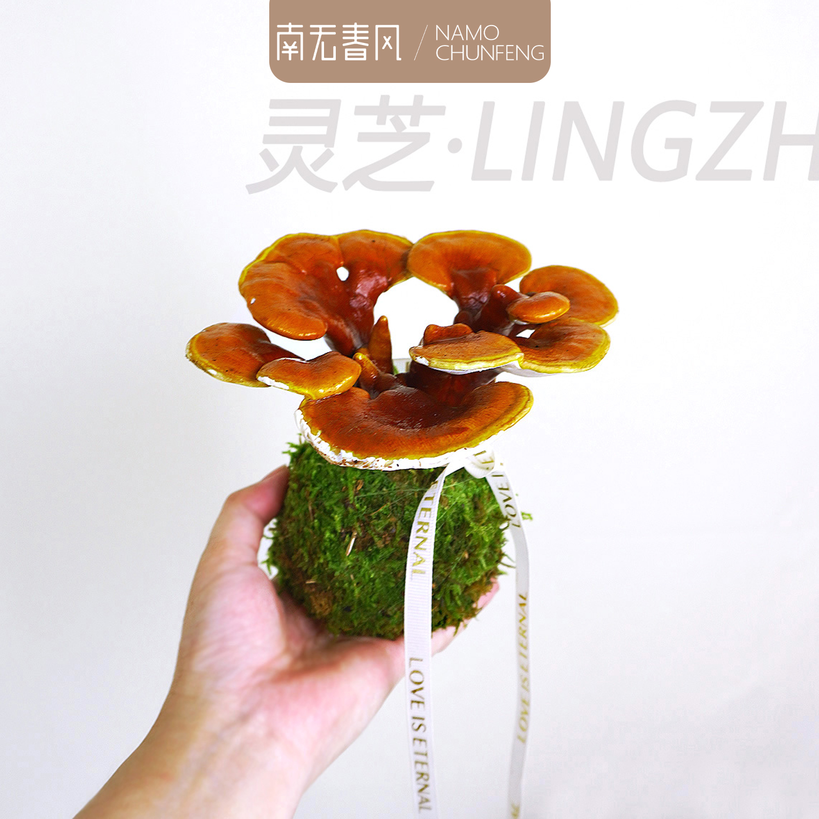 【元宝灵芝】观赏艺术盆景新中式室内好养桌面摆件绿植花卉鲜活自然