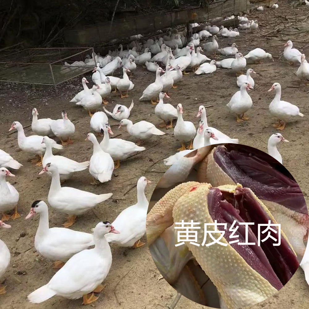 【福建番鸭】6斤总净重称斤计费称斤发货足斤足两