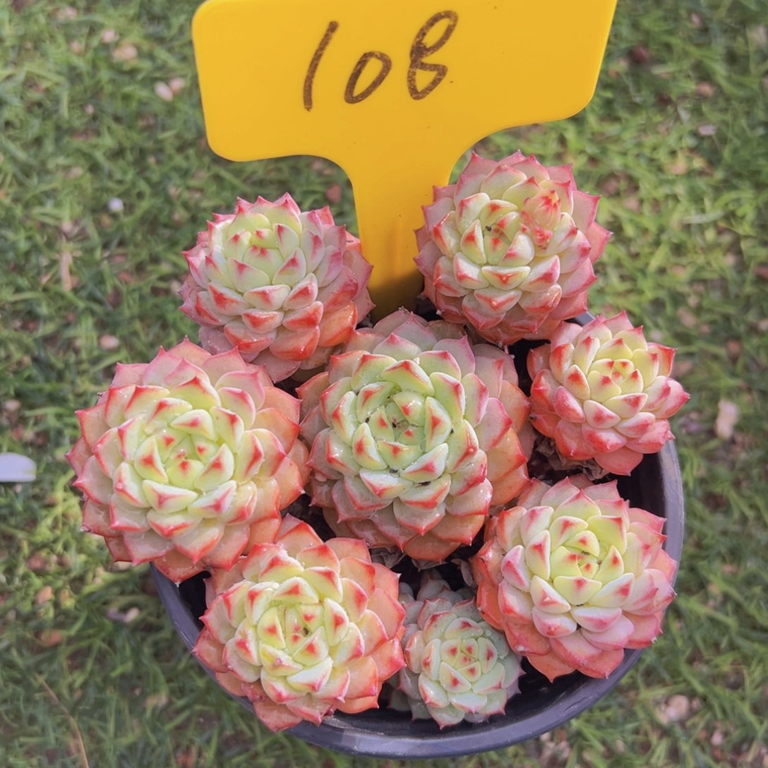 香玉的故事是一个人的故事吗