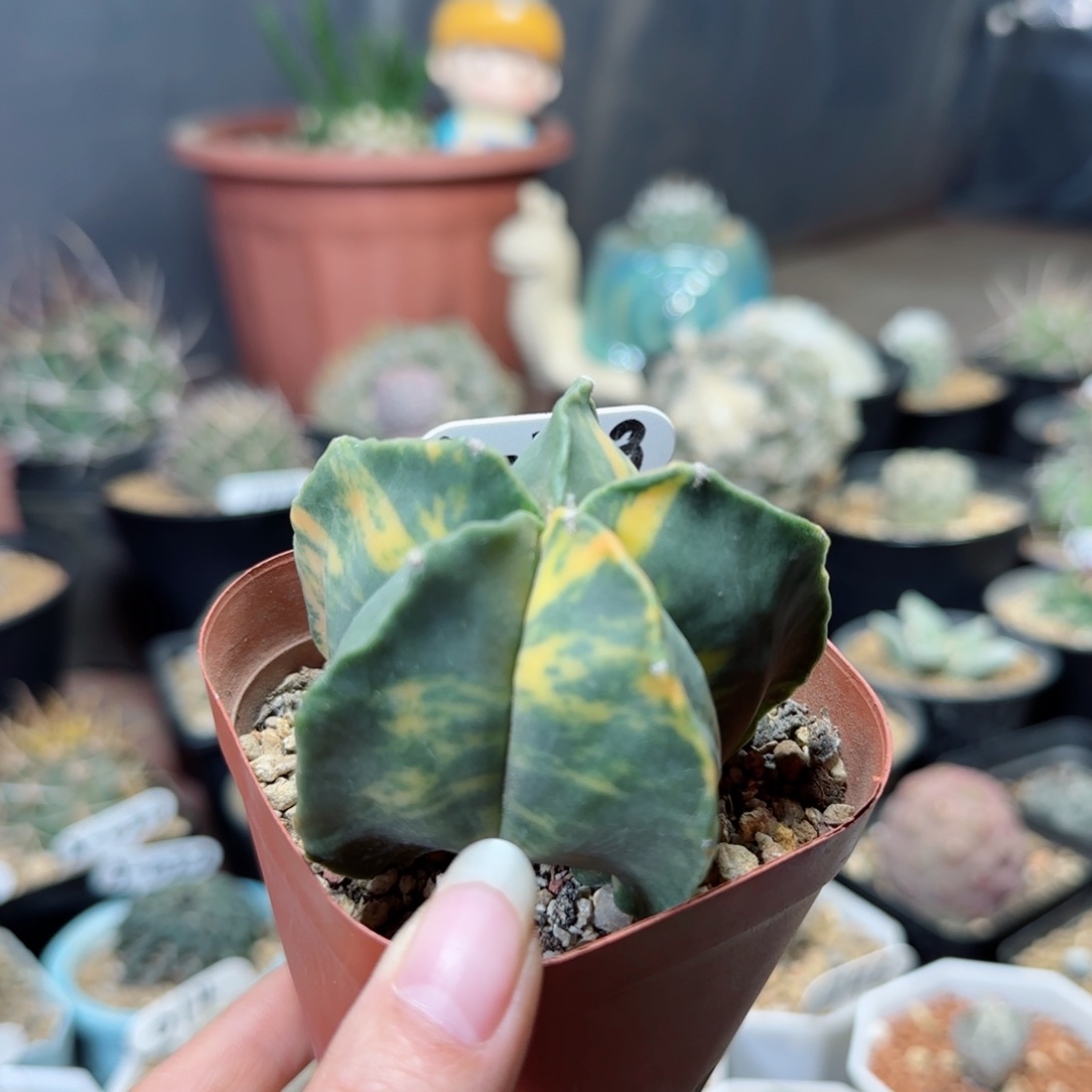 实生6.3鸾凤锦多肉