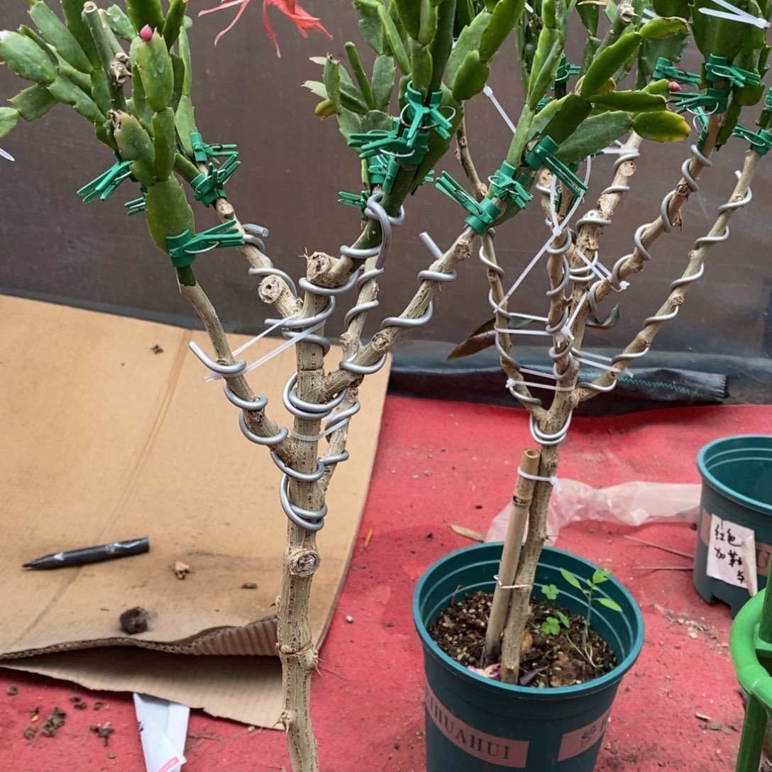 用***3无花朵福利款树型