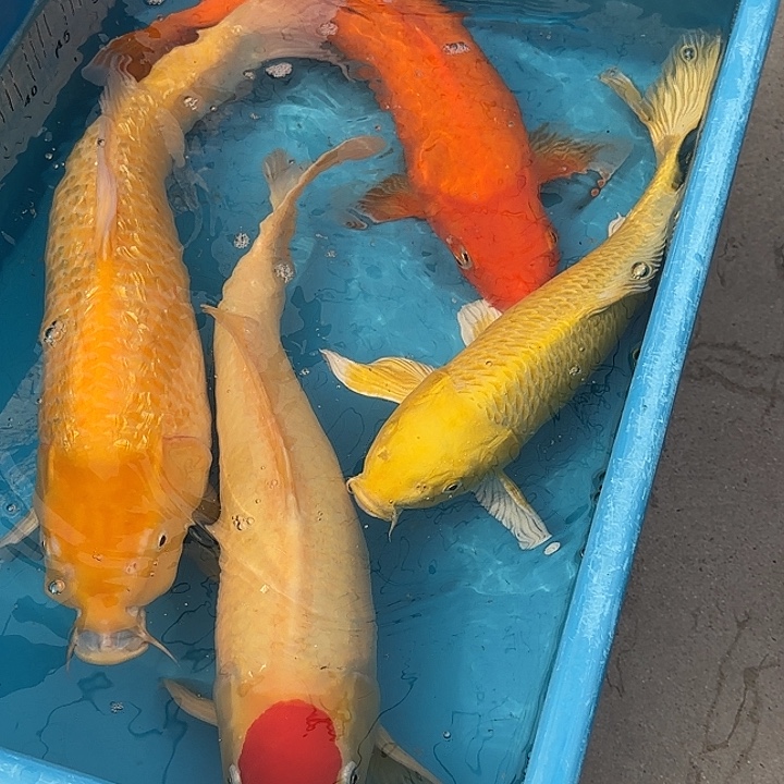 海水鱼赤目芒果介子丹顶