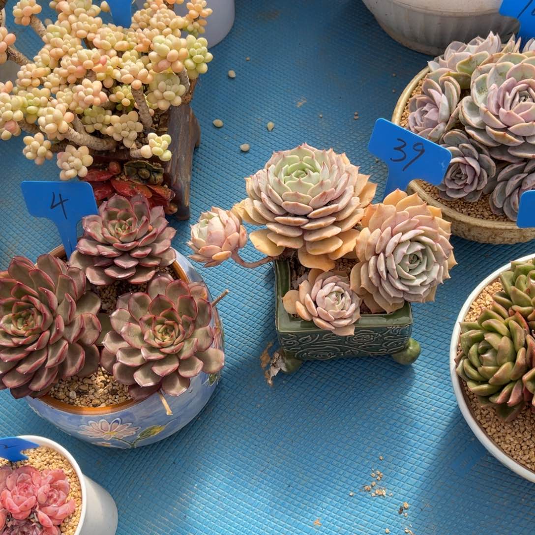 茶**夭0039粉蝶多肉植物