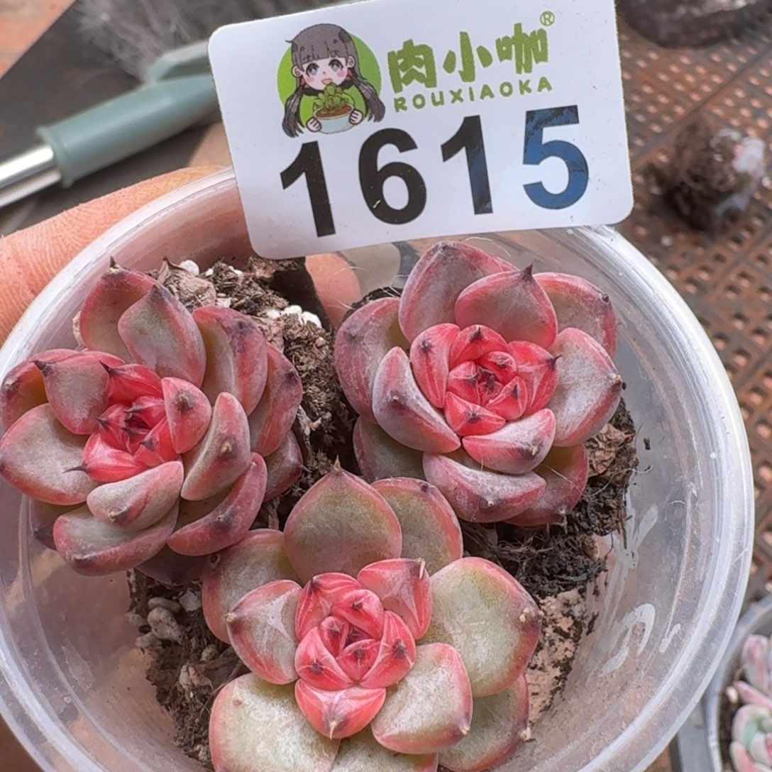 多肉植物多肉植物