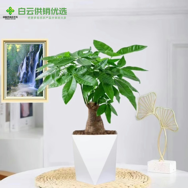 发财树盆栽植物室内外客厅绿植小盆景四季常青办公室好养招财绿植
