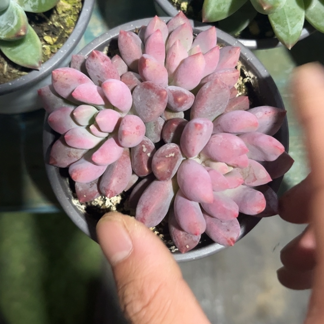 蓝精灵 三头多肉美人尺寸8