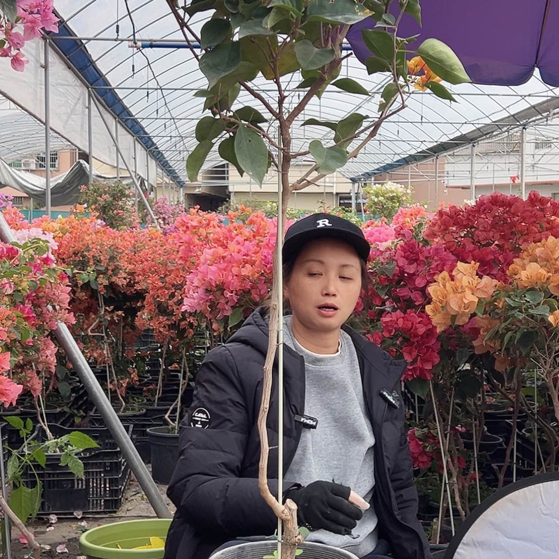 兰***草大部分花苞少量开放C48凤凰